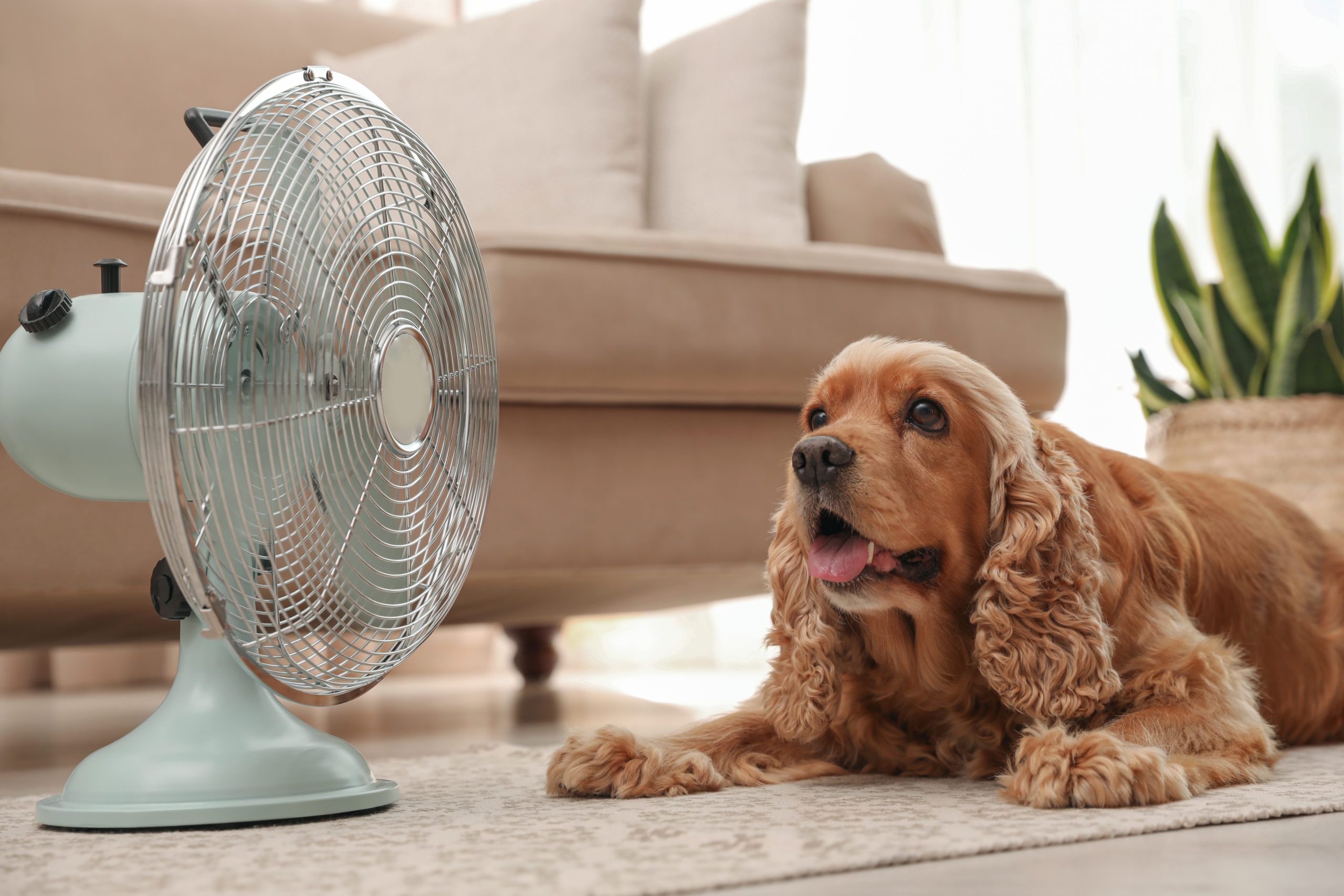 keeping dog cool in summer - dog